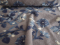 Preview: Musterwalk Winter 2025/26 Blumen blau auf grau Walkstoff Italien gemustert Walkloden Hilco