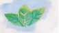 Preview: Javana Aquarellgrund 50ml