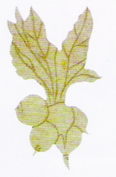 MDF HOLZDEKOR RICO RADIESCHEN 08480.00.10